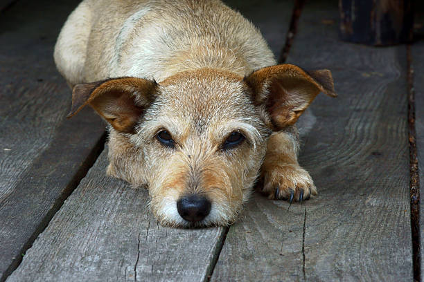 istock portrait of  dog 183698619