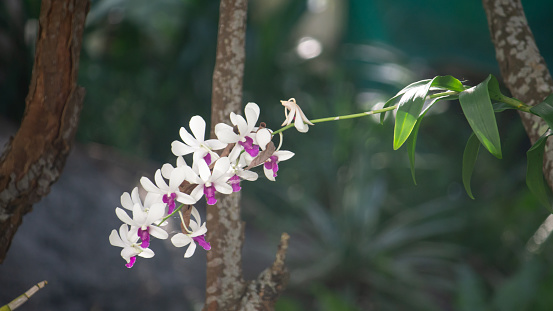 Holcoglossum amesianum orchids flowers.