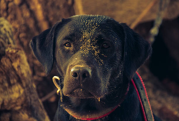 istock Black labrador at the beach 183700080