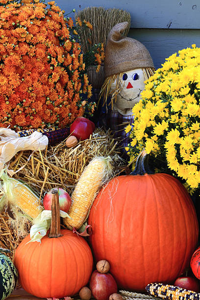 thanksgiving décoration-vertical orientation - broom corn photos et images de collection