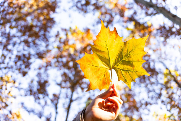Autumn leaf in hand