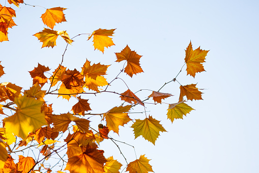 Golden autumn leaves of plane tree