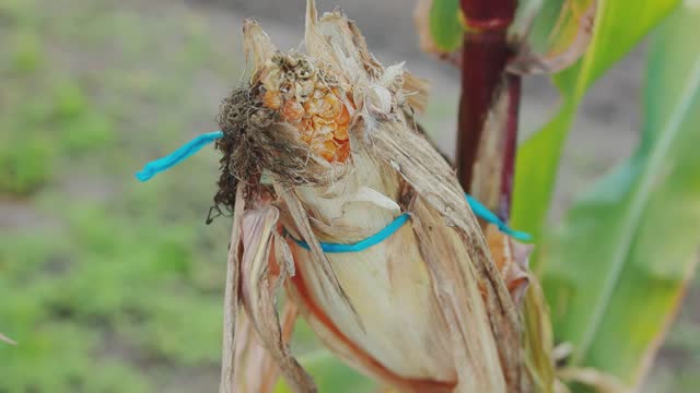 Rotten and withered ear of corn on a stalk. Corn diseases penicillosis and fusarium, close-up. Slow motion