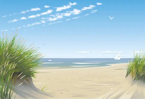 Vector illustration of Beach with dunes