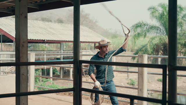 Authentic Cowboy Roping Action: Wrangler Practicing Lasso Skills on a Beef Cattle Ranch.