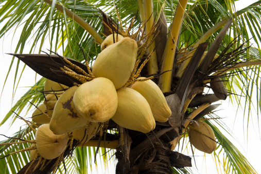 Yellow coconuts on tree against clear sky