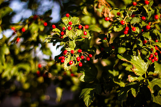 Red Viburnum berries in the tree. Beautiful warm autumn backgrou stock photo