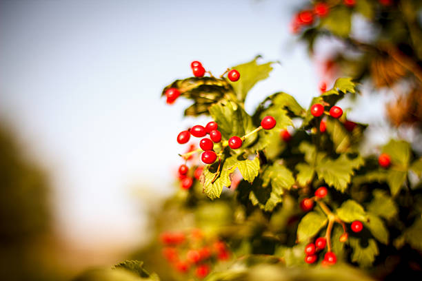 Red Viburnum berries in the tree. Beautiful warm autumn backgrou stock photo