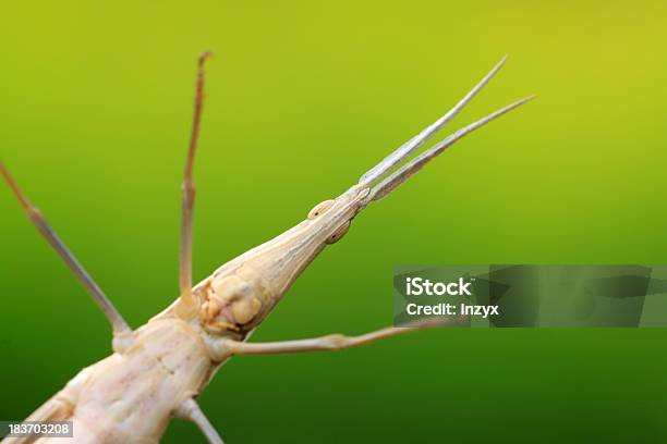 Wanderheuschrecke Stockfoto und mehr Bilder von Bildhintergrund - Bildhintergrund, Biologie, Extreme Nahaufnahme