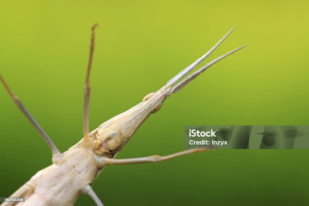 locust - Foto de stock de Agricultura royalty-free