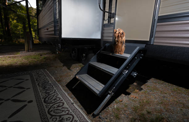 istock When it's getting dark and the camping dog wants in 1837041845