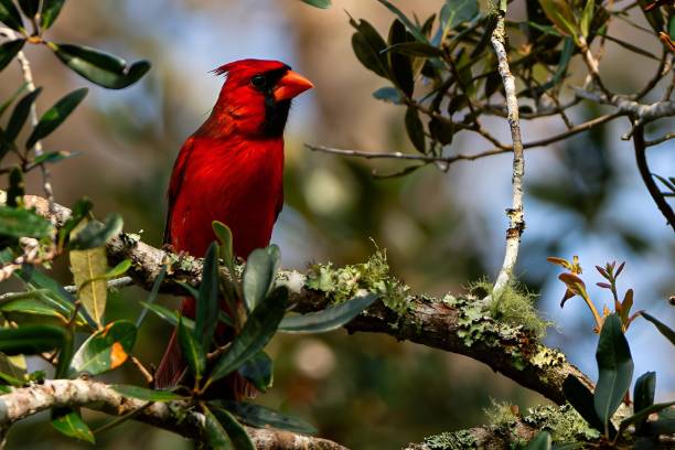 istock Cute, small red cardinal perched on a tree branch in a lush, green forest in Florida 1837049220