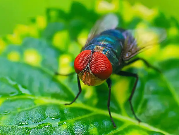 A blowlfy (Calliphoridae) on a leaf after the rain.