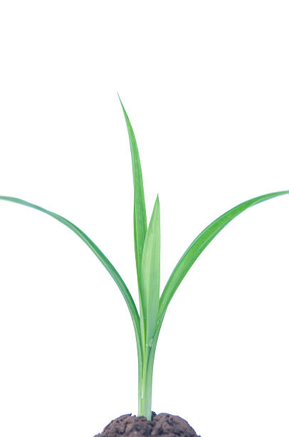 istock Pandan leaf plant on white background 183704958