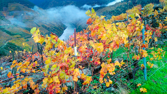 Ribeira sacra red and terraced field  yellow leaved vineyard in Autumn time, Sil river,  foggy mountainous landscape in the background. Galicia, Spain.