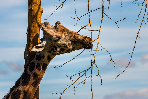 A giraffe eats the foliage of a tree.