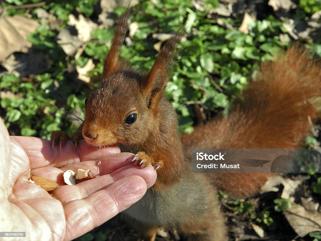 Scoiattolo rosso mangiare in mano - Foto stock royalty-free di Artiglio