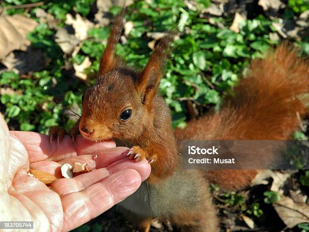 Scoiattolo Rosso Mangiare In Mano - Fotografie stock e altre immagini di Artiglio - Artiglio, Arto - Parte del corpo, Arto di animale - Arto