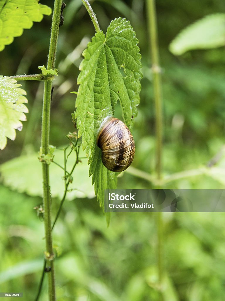 Schnecke auf dem green leaf - Lizenzfrei Altwasser - Wasser Stock-Foto