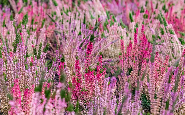 primer plano del brezo en flor en invierno calluna vulgaris brezo común, maruca o simplemente brezo. flores rosas, blancas, magenta, lilas. hermoso brezo arbustivo de hoja perenne en el norte de europa - rose pink bright simply fotografías e imágenes de stock