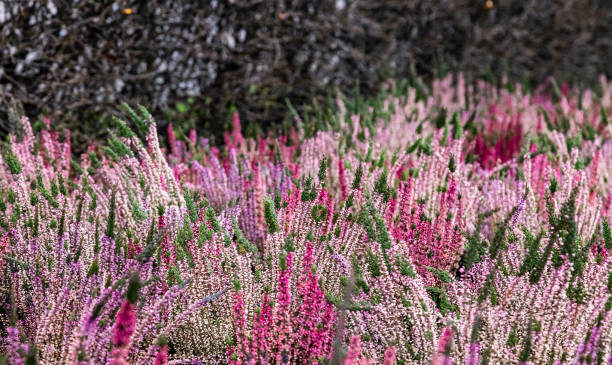 nahaufnahme von blühendem heidekraut im winter: calluna vulgaris, heidekraut, leng oder einfach heidekraut. rosa, weiße, magentafarbene, lila blüten. wunderschönes immergrünes strauchheide im norden europas - flower snow winter close up stock-fotos und bilder