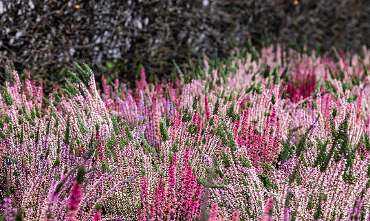 Close up of blooming heather in winter Calluna vulgaris common heather, ling or simply heather. Pink, white, magenta, lilac flowers. Beautiful evergreen shrub heather in the north of Europe