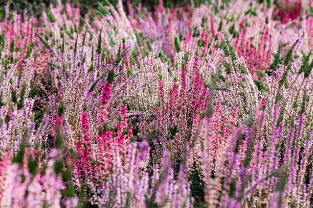 primer plano del brezo en flor en invierno calluna vulgaris brezo común, maruca o simplemente brezo. flores rosas, blancas, magenta, lilas. hermoso brezo arbustivo de hoja perenne en el norte de europa - rose pink bright simply fotografías e imágenes de stock