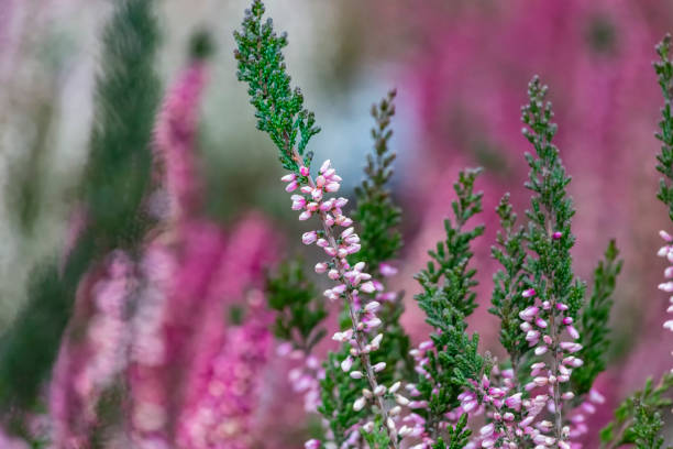 primer plano del brezo en flor en invierno calluna vulgaris brezo común, maruca o simplemente brezo. flores rosas, blancas, magenta, lilas. hermoso brezo arbustivo de hoja perenne en el norte de europa - rose pink bright simply fotografías e imágenes de stock