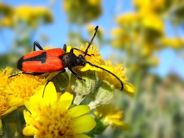 istock Beetle on yellow flower 183706360