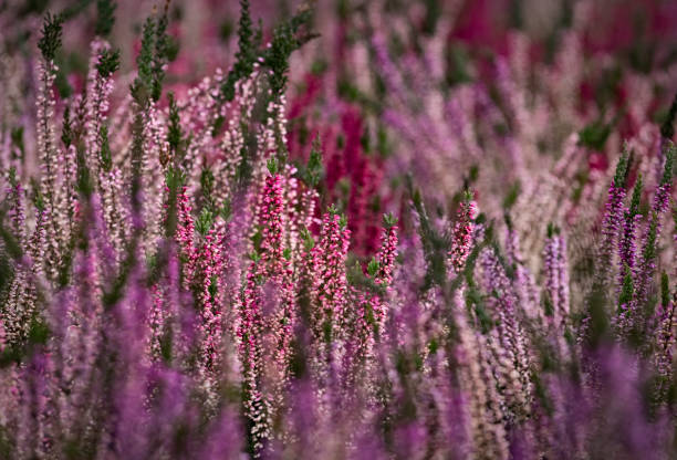 primer plano del brezo en flor en invierno calluna vulgaris brezo común, maruca o simplemente brezo. flores rosas, blancas, magenta, lilas. hermoso brezo arbustivo de hoja perenne en el norte de europa - rose pink bright simply fotografías e imágenes de stock