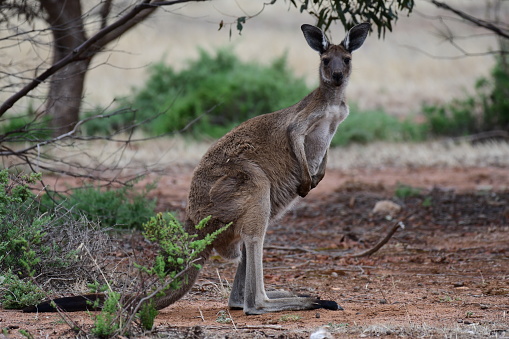 Kangaroo in Australian bush