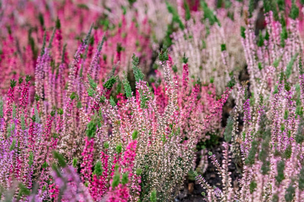 primer plano del brezo en flor en invierno calluna vulgaris brezo común, maruca o simplemente brezo. flores rosas, blancas, magenta, lilas. hermoso brezo arbustivo de hoja perenne en el norte de europa - rose pink bright simply fotografías e imágenes de stock