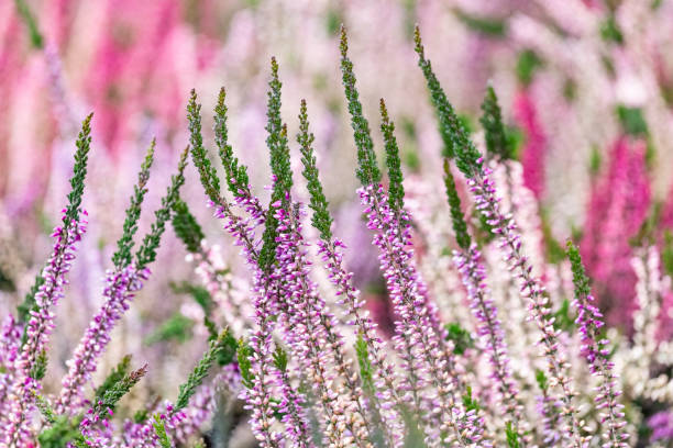 primer plano del brezo en flor en invierno calluna vulgaris brezo común, maruca o simplemente brezo. flores rosas, blancas, magenta, lilas. hermoso brezo arbustivo de hoja perenne en el norte de europa - rose pink bright simply fotografías e imágenes de stock