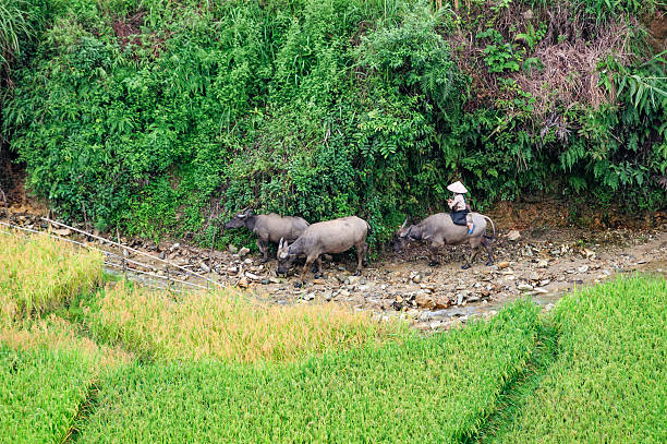 Mature woman pauses bicycle in rice paddies and takes photo of water buffalo