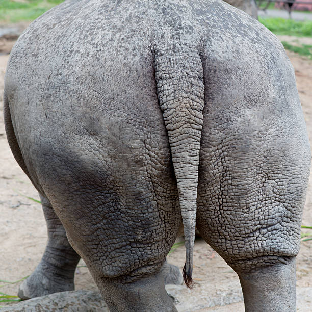 istock rhino from a zoo of thailand 183706800