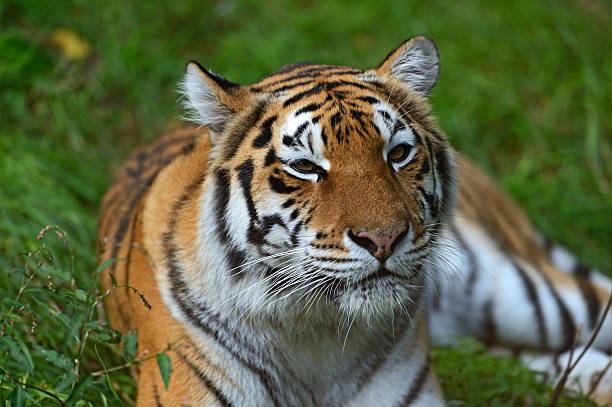 istock Portrait of a tiger 183709056