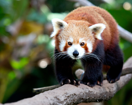 Red panda walking on the tree