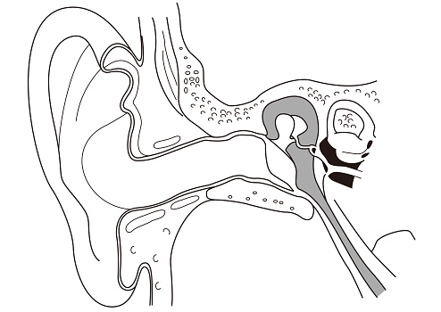 Line drawing of the internal structure of the human ear