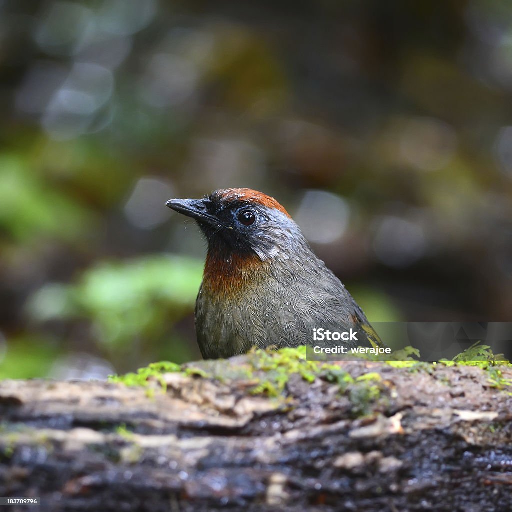 Chestnut-Couronne Laughingthrush sur, en Thaïlande - Photo de Arbre libre de droits