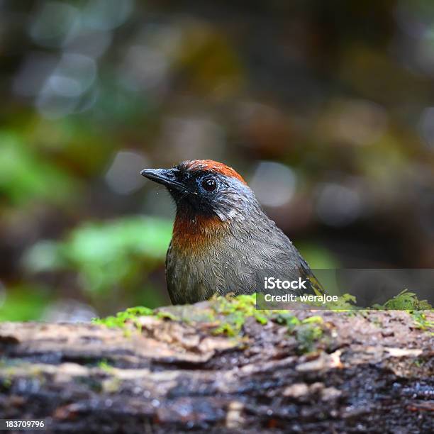 Castagna Laughingthrush Corona Su Log Tailandia - Fotografie stock e altre immagini di Albero - Albero, Ambientazione esterna, Animale