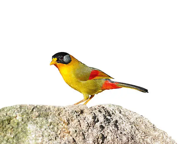 Colorful Bird (Silver-eared Mesia) on isolated white background