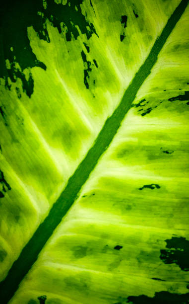 taro saia verde - plant taro textured new leaf - fotografias e filmes do acervo