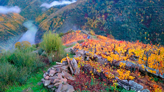 Ribeira sacra red and terraced field  yellow leaved vineyard in Autumn time, Sil river, forest and foggy mountainous landscape in the background. Galicia, Spain.