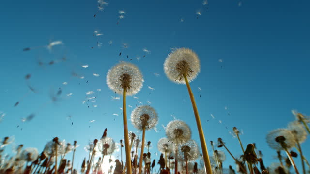 Macro Shot of Dandelions being blown in super slow motion