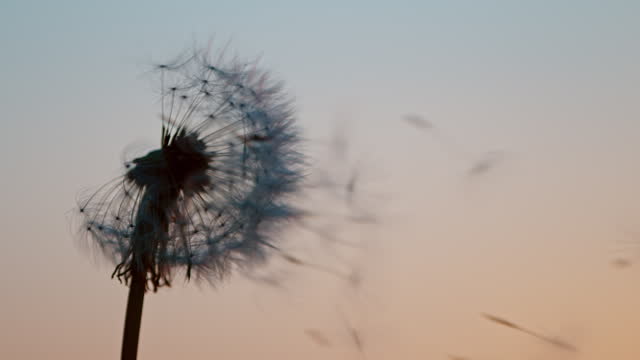 Macro Shot of Dandelion being blown in super slow motion