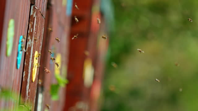 Super slow motion of bees flying