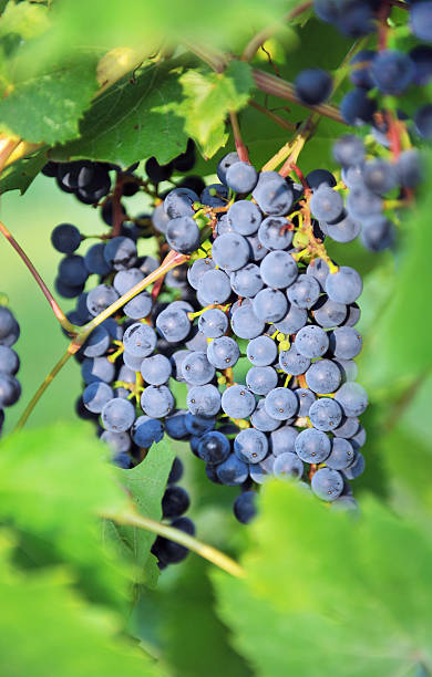 istock Several bunches of grapes on green background . 183713617