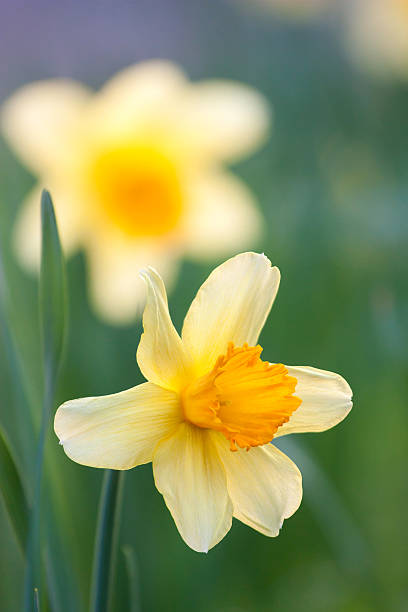 daffodil stock photo