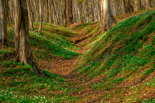 Bois de Hal  datant du moyen age, forêt près de Bruxelles de 600 hectares recouverte au printemps de jacinthe bleue mauve.