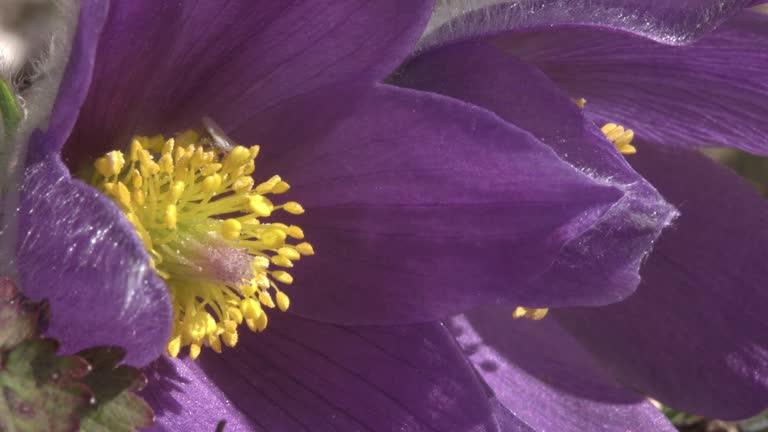 pasqueflower in spring in germany